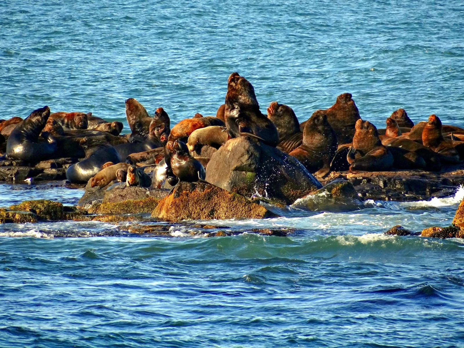 Ilha dos Lobos