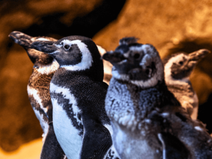 OCEANIC AQUARIUM – Balneário Camboriú