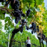 Em Gramado Rota do Vinho Lugares de natureza deslumbrante e sabores únicos