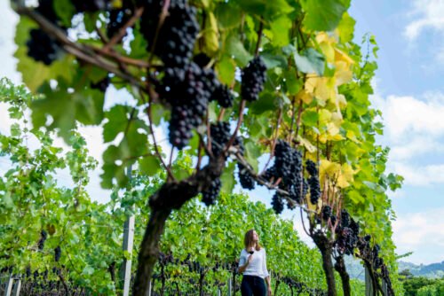 Em Gramado Rota do Vinho Lugares de natureza deslumbrante e sabores únicos