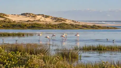 Parque Nacional da Lagoa do Peixe: natureza e aves migratórias em Mostardas