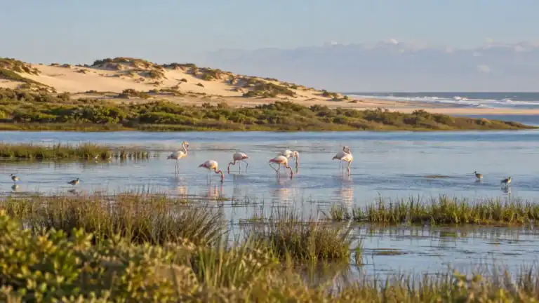 Parque Nacional da Lagoa do Peixe: natureza e aves migratórias em Mostardas